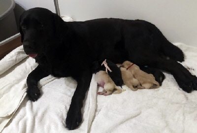 FCI Labradorwelpen Labradorzucht aus den Kristallhhlen Labrador Club Deutschland Hundezucht