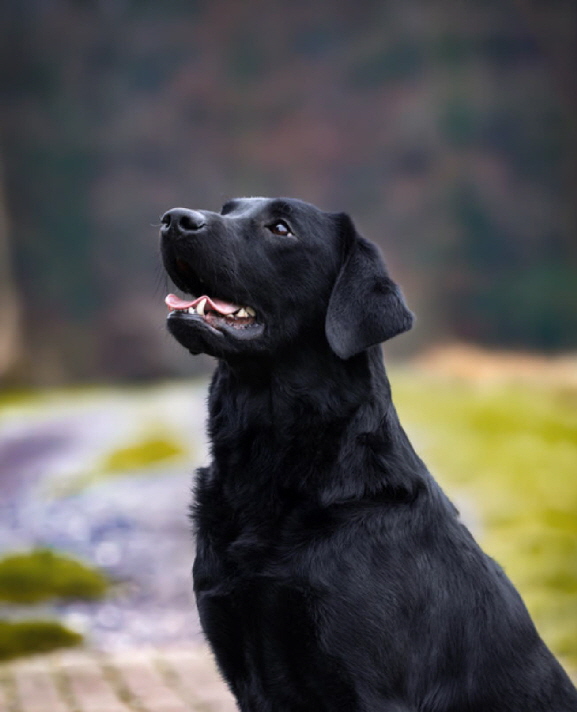 Queen of Quebec aus den Kristallh�hlen FCI-VDH