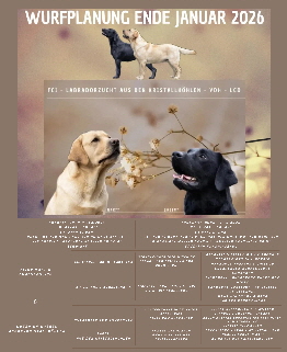 FCI-Labradorzucht aus den Kistallh�hlen